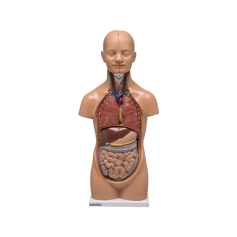 LABZIO Mini Human Torso Anatomical Model – 50cm Medical Science Body Model with 12 Removable Organs, Base & Key Card for Doctor Training, Biology Lab, Physiology Study, Classroom & Home Learning