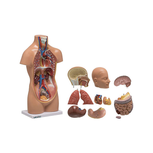 LABZIO Mini Human Torso Anatomical Model – 50cm Medical Science Body Model with 12 Removable Organs, Base & Key Card for Doctor Training, Biology Lab, Physiology Study, Classroom & Home Learning
