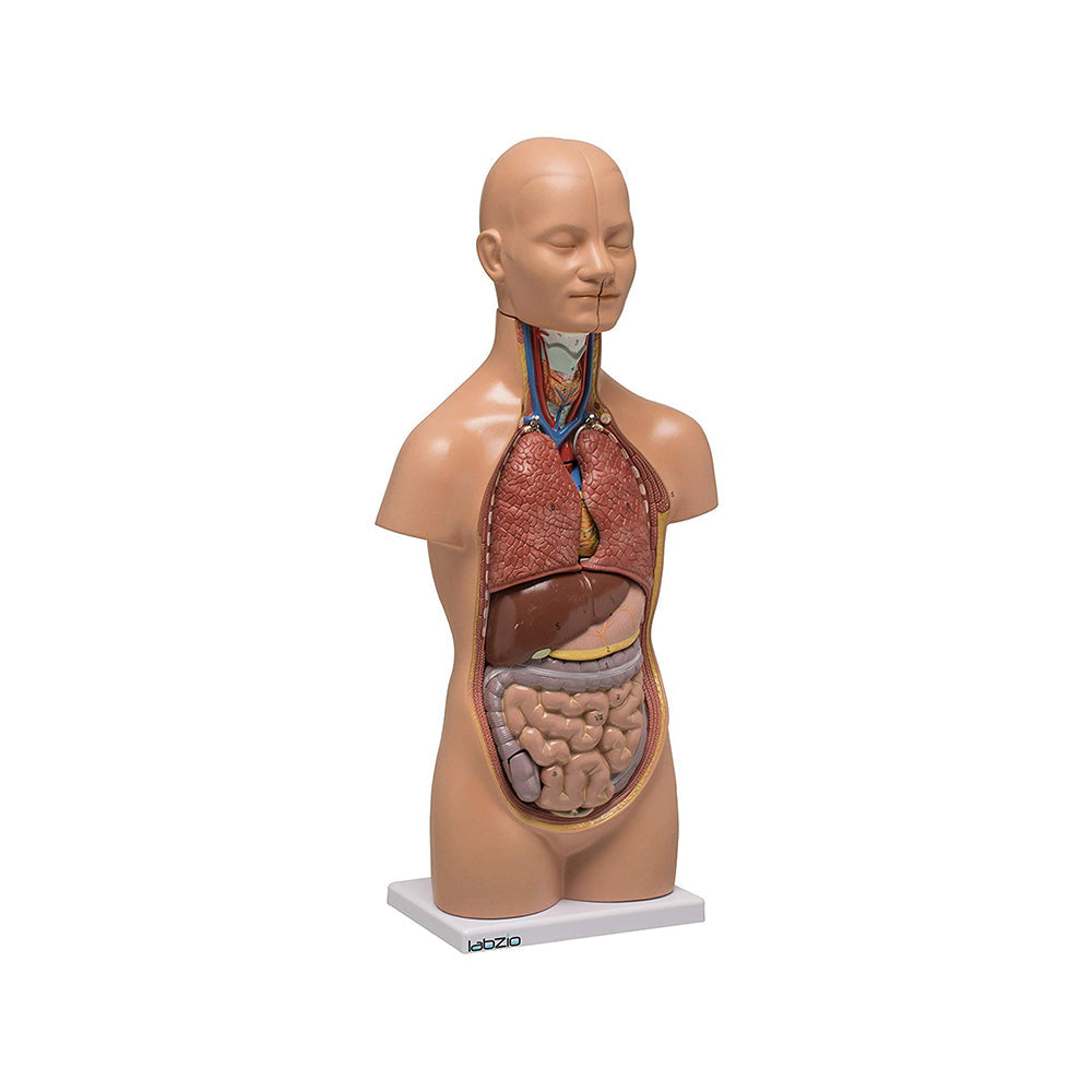 LABZIO Mini Human Torso Anatomical Model – 50cm Medical Science Body Model with 12 Removable Organs, Base & Key Card for Doctor Training, Biology Lab, Physiology Study, Classroom & Home Learning