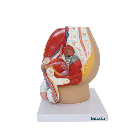 Labzio Male Pelvis Anatomical Model | 4-Part Dissectible Structure with Urinary System, Muscles & Reproductive Organs | Includes Detailed Study Guide for Medical & Educational Use
