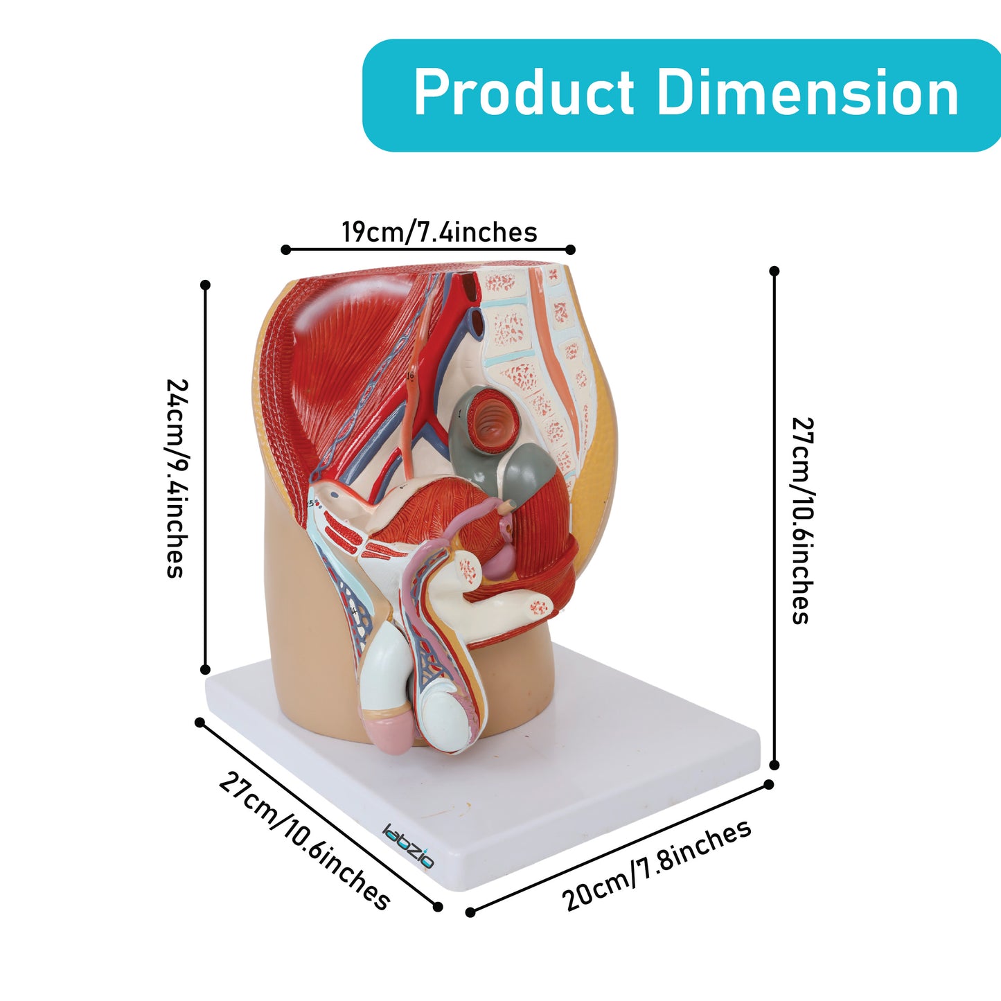 Labzio Male Pelvis Anatomical Model | 4-Part Dissectible Structure with Urinary System, Muscles & Reproductive Organs | Includes Detailed Study Guide for Medical & Educational Use