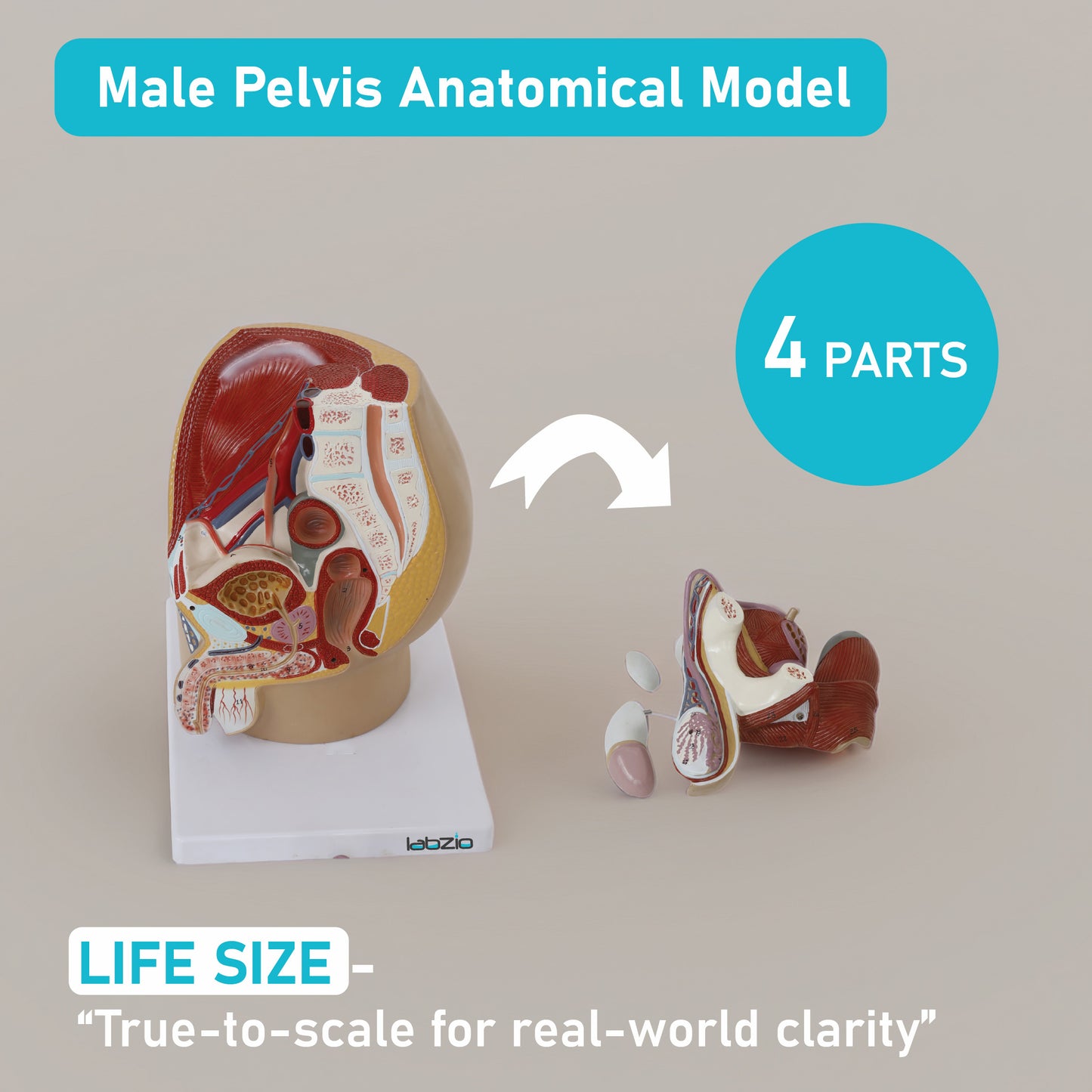 Labzio Male Pelvis Anatomical Model | 4-Part Dissectible Structure with Urinary System, Muscles & Reproductive Organs | Includes Detailed Study Guide for Medical & Educational Use
