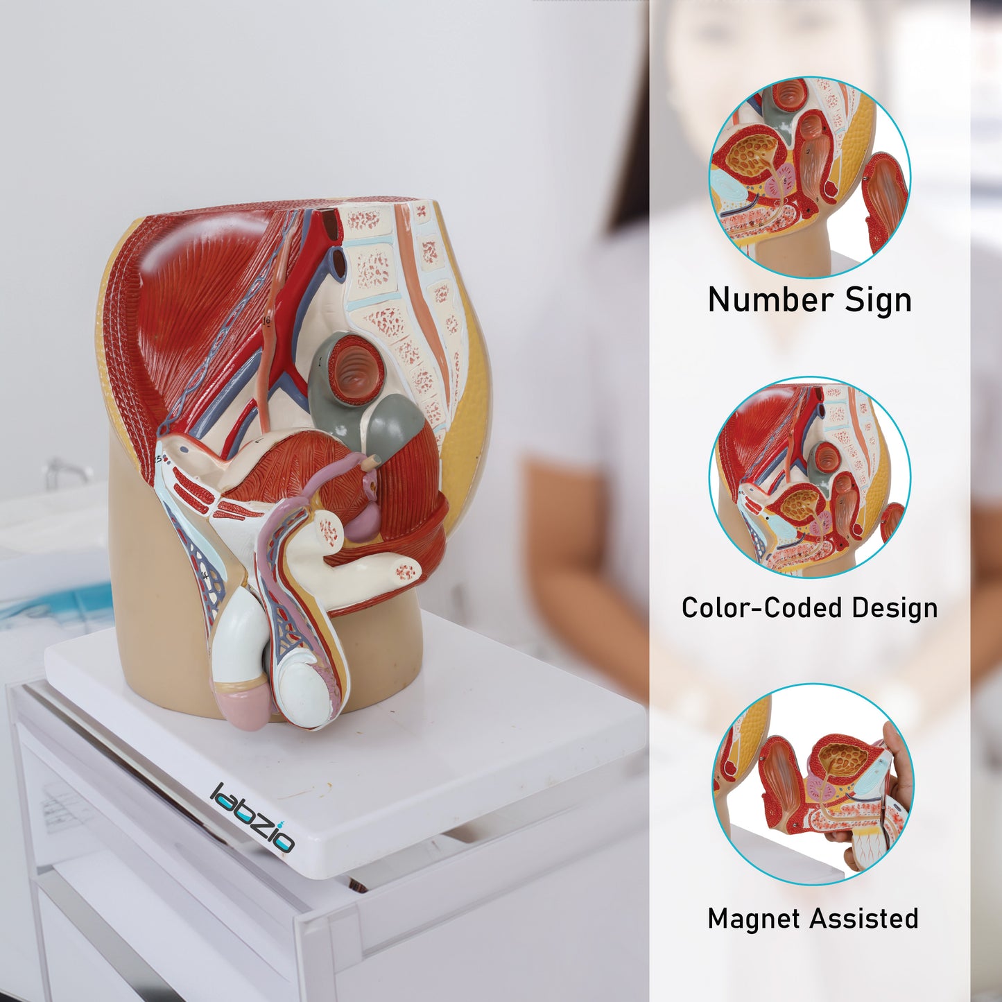 Labzio Male Pelvis Anatomical Model | 4-Part Dissectible Structure with Urinary System, Muscles & Reproductive Organs | Includes Detailed Study Guide for Medical & Educational Use