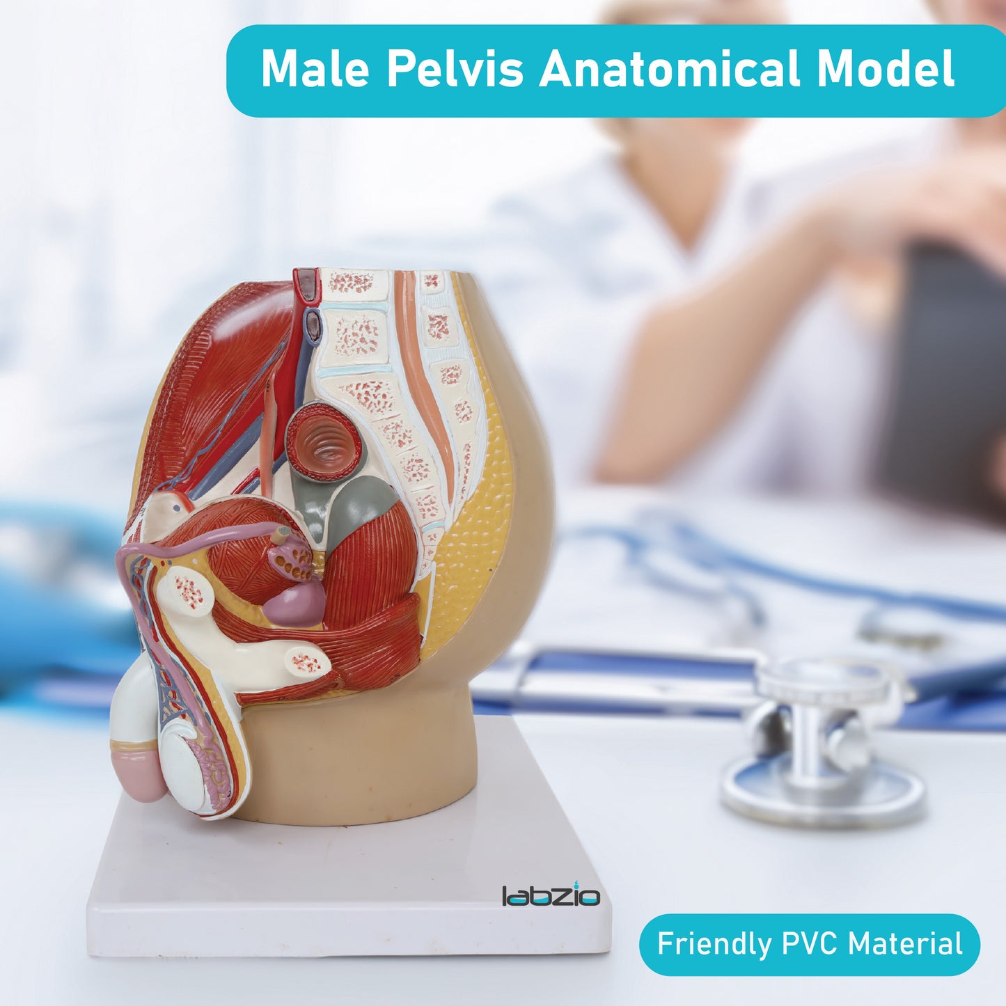 Labzio Male Pelvis Anatomical Model | 4-Part Dissectible Structure with Urinary System, Muscles & Reproductive Organs | Includes Detailed Study Guide for Medical & Educational Use