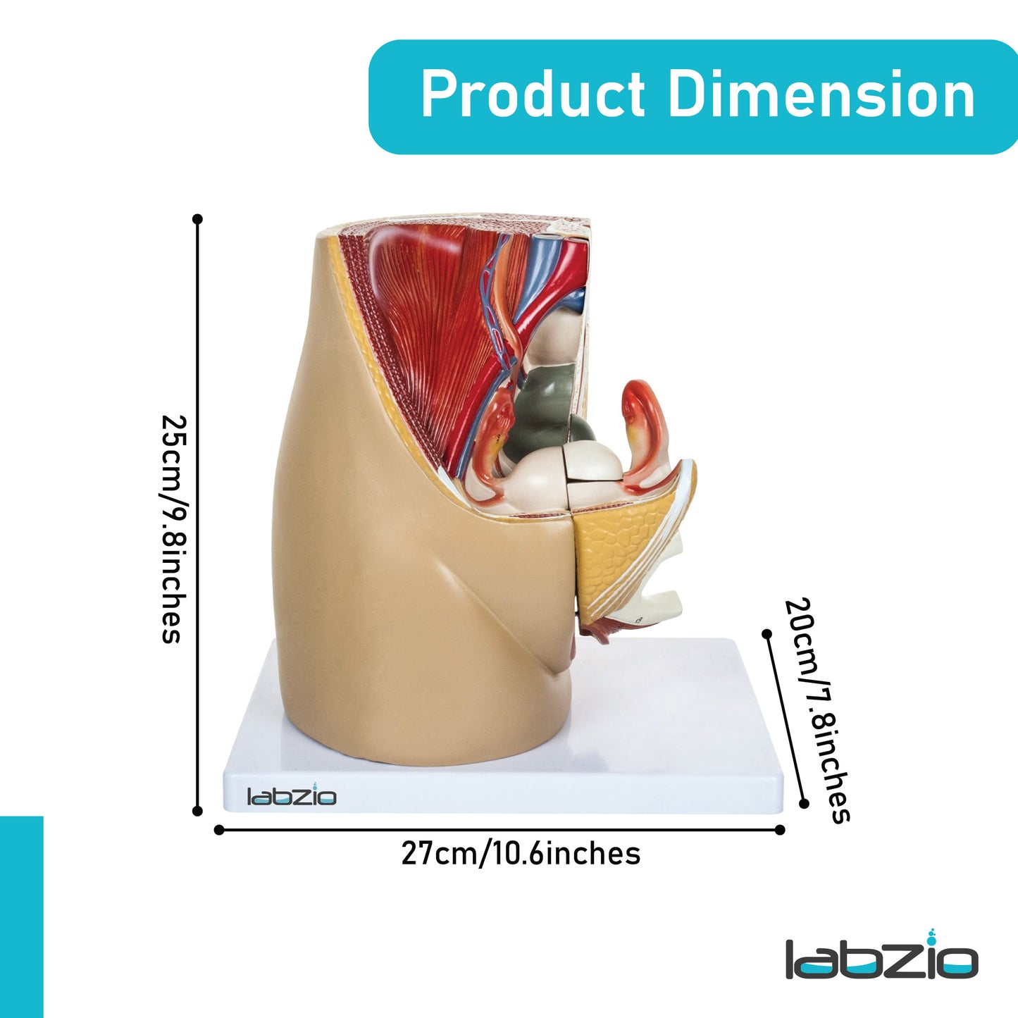 Labzio Anatomical Female Pelvis Model | 3-Part Dissectible, Sagittal Section View | Anatomy Model for Study & Demonstration | Includes Detailed Guide for Students & Professionals