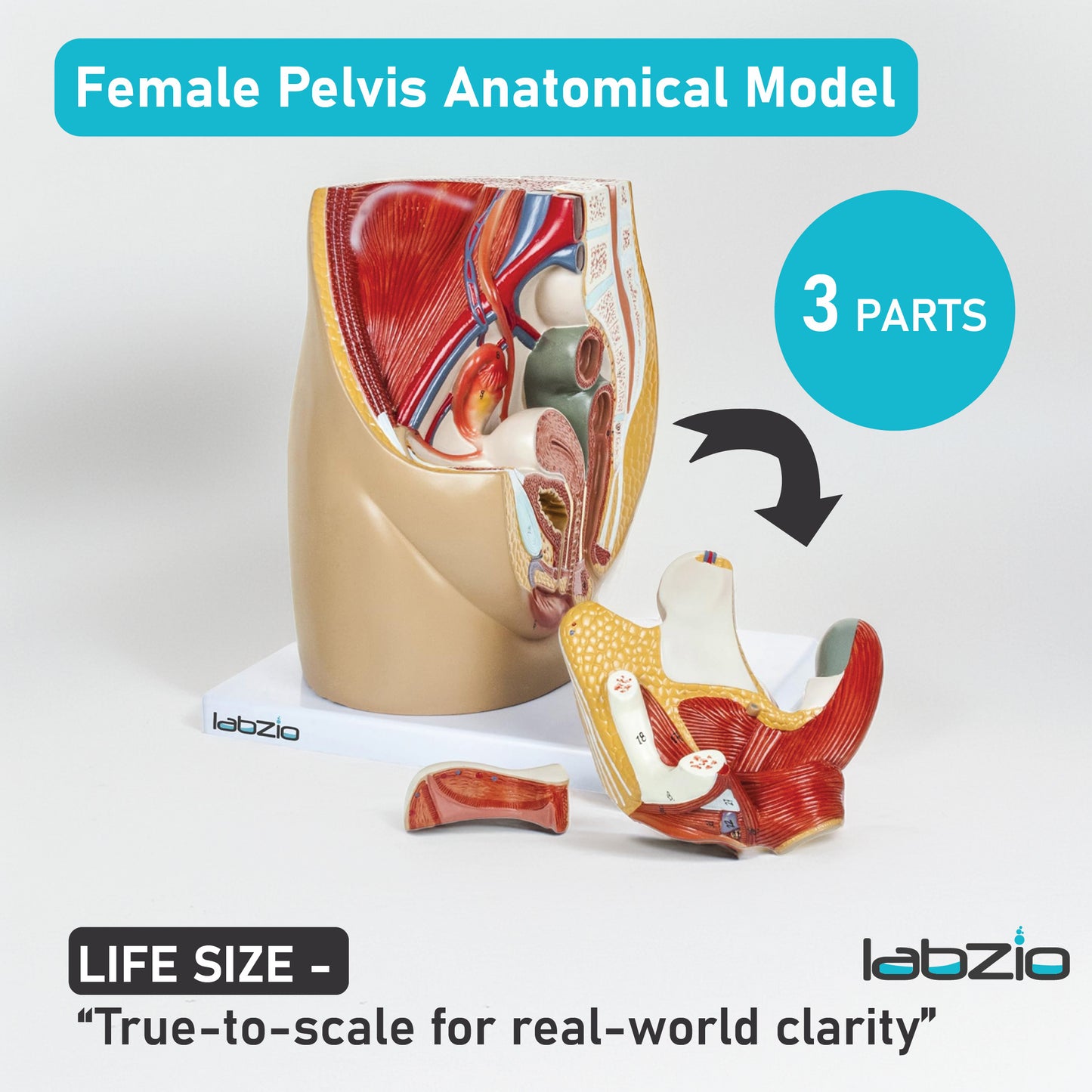 Labzio Anatomical Female Pelvis Model | 3-Part Dissectible, Sagittal Section View | Anatomy Model for Study & Demonstration | Includes Detailed Guide for Students & Professionals