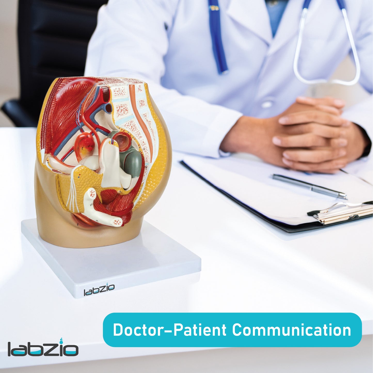 Labzio Anatomical Female Pelvis Model | 3-Part Dissectible, Sagittal Section View | Anatomy Model for Study & Demonstration | Includes Detailed Guide for Students & Professionals