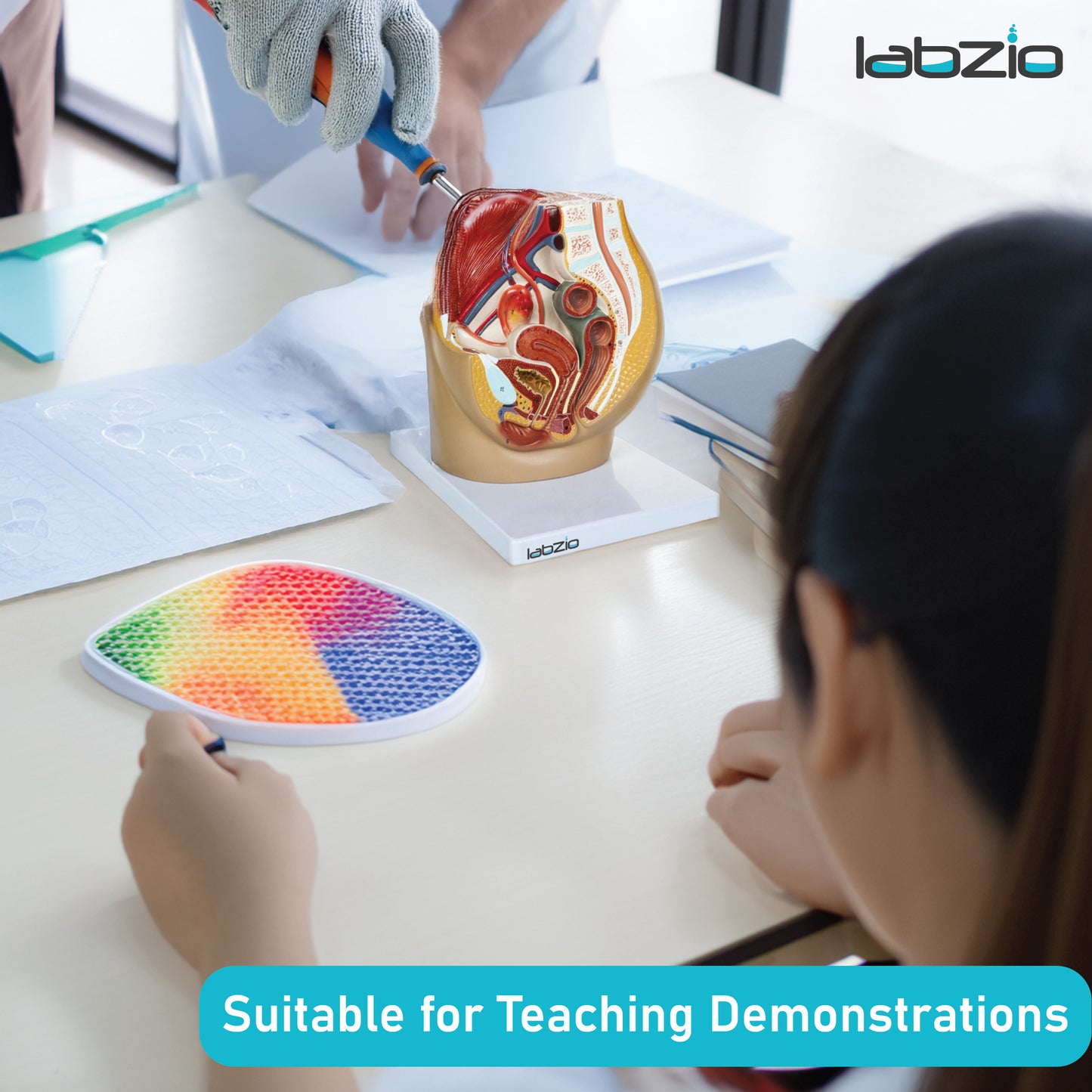 Labzio Anatomical Female Pelvis Model | 3-Part Dissectible, Sagittal Section View | Anatomy Model for Study & Demonstration | Includes Detailed Guide for Students & Professionals