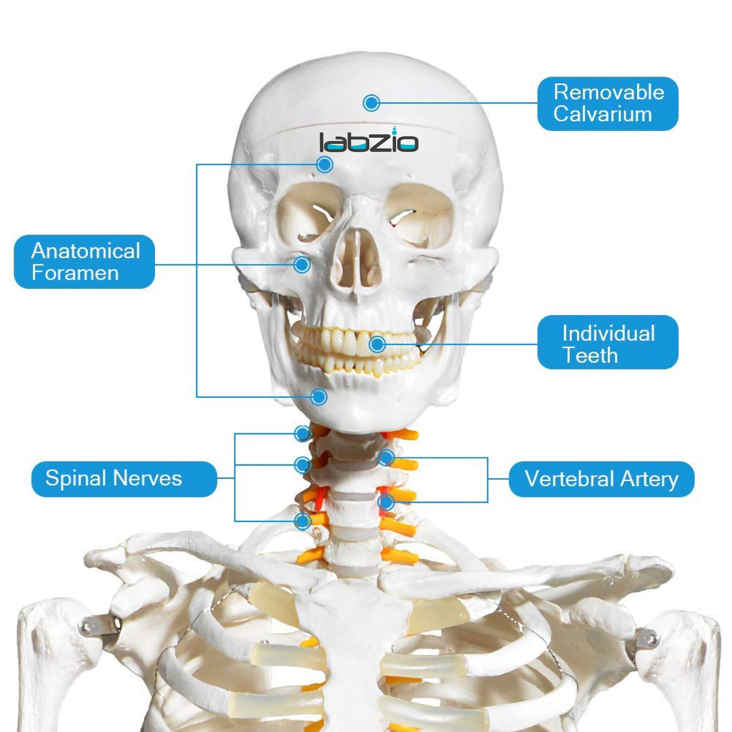 LABZIO by EISCO Fibrous Human Skeleton Model (170 cm) | Anatomical Skeleton with Spinal Nerves, Joints & 3-Part Skull | Life-Size Medical Model for Orthopedic Study, Teaching & Research
