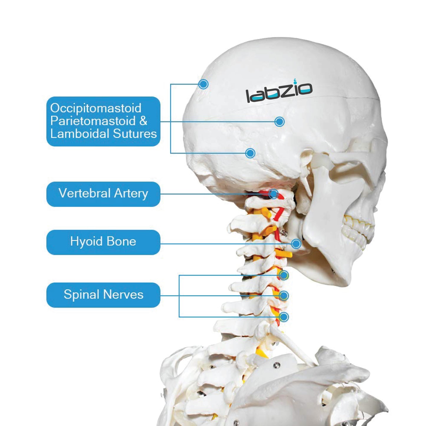 LABZIO by EISCO Fibrous Human Skeleton Model (170 cm) | Anatomical Skeleton with Spinal Nerves, Joints & 3-Part Skull | Life-Size Medical Model for Orthopedic Study, Teaching & Research