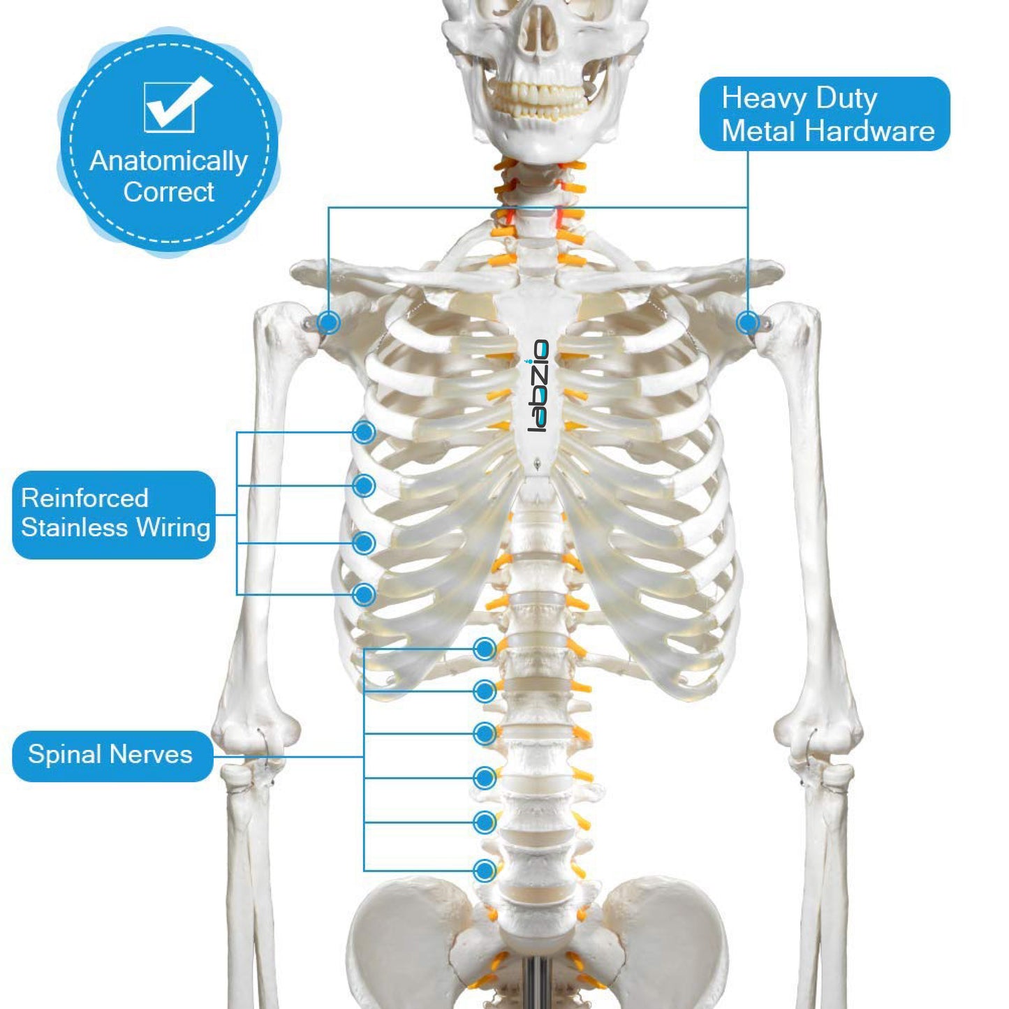 LABZIO by EISCO Fibrous Human Skeleton Model (170 cm) | Anatomical Skeleton with Spinal Nerves, Joints & 3-Part Skull | Life-Size Medical Model for Orthopedic Study, Teaching & Research