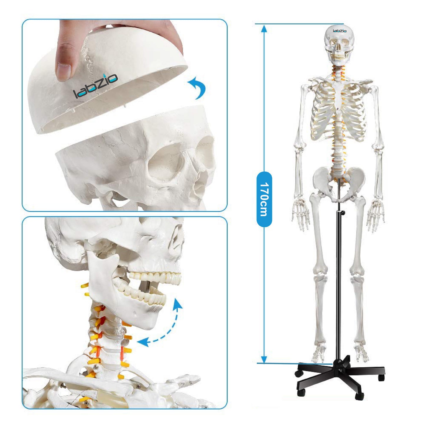 LABZIO by EISCO Fibrous Human Skeleton Model (170 cm) | Anatomical Skeleton with Spinal Nerves, Joints & 3-Part Skull | Life-Size Medical Model for Orthopedic Study, Teaching & Research