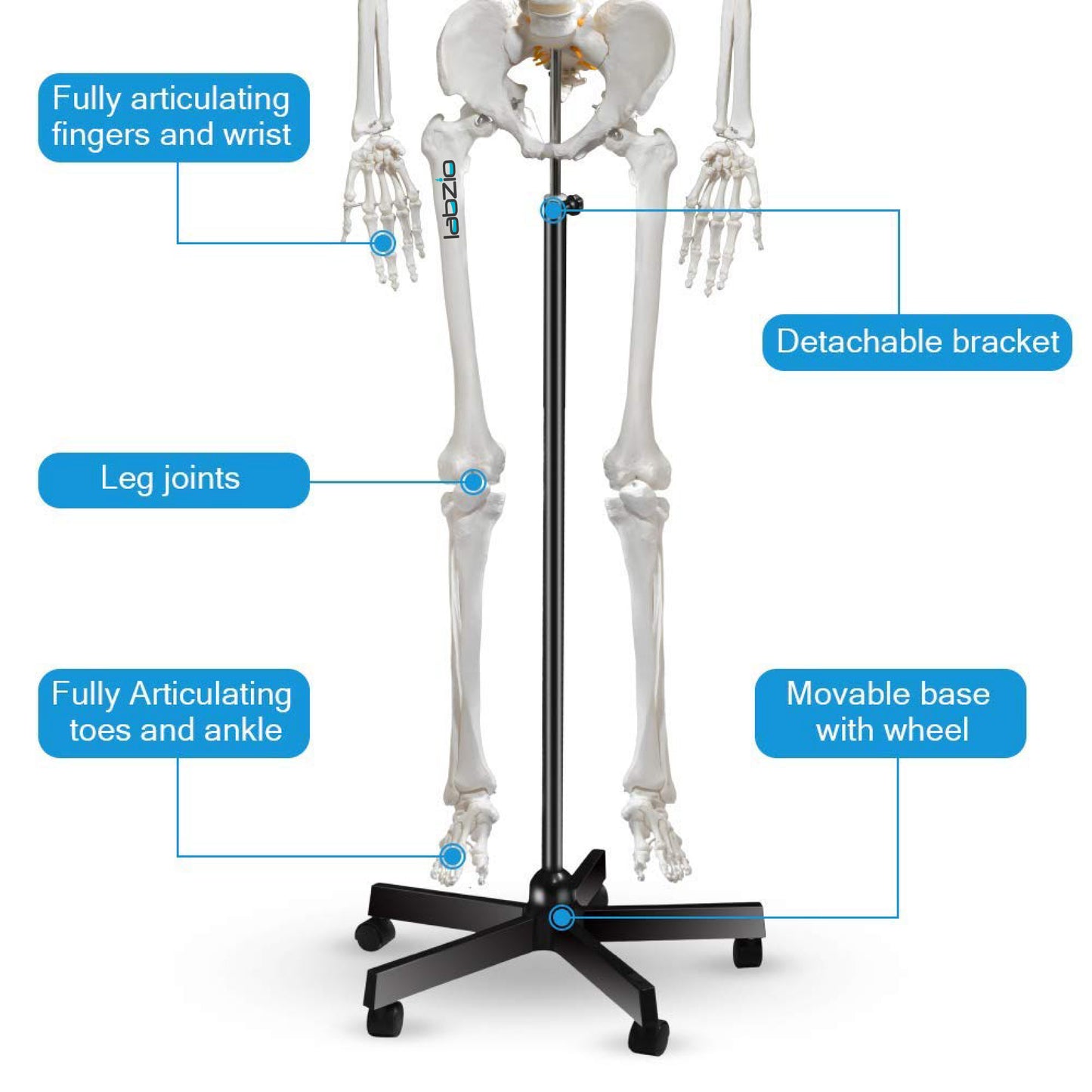 LABZIO by EISCO Fibrous Human Skeleton Model (170 cm) | Anatomical Skeleton with Spinal Nerves, Joints & 3-Part Skull | Life-Size Medical Model for Orthopedic Study, Teaching & Research