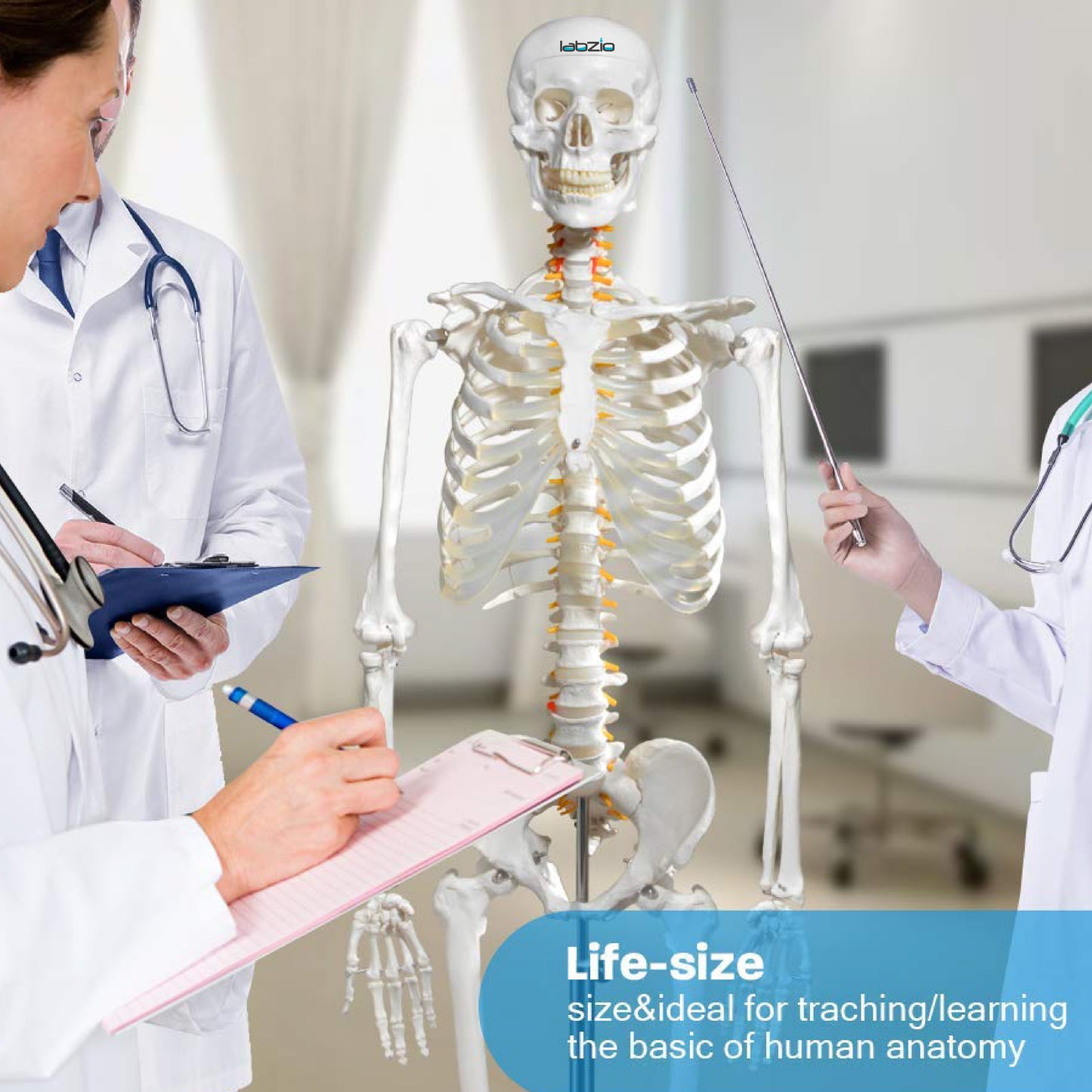 LABZIO by EISCO Fibrous Human Skeleton Model (170 cm) | Anatomical Skeleton with Spinal Nerves, Joints & 3-Part Skull | Life-Size Medical Model for Orthopedic Study, Teaching & Research