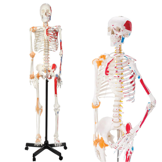 LABZIO 170cm Premium Human Skeleton Model | Anatomical Model with Spinal Nerves, Flexible Ligaments & Painted Muscles Showing Insertions & Origins | 3-Part Removable Skull for Medical Study
