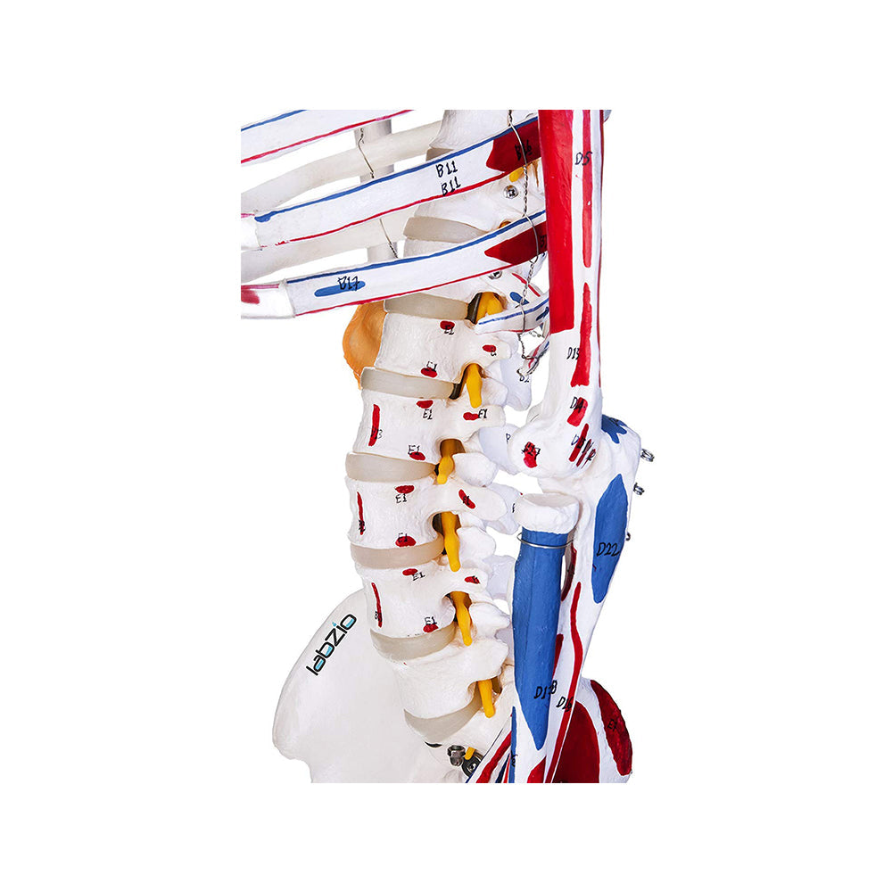 Labzio Premium Human Skeleton Model