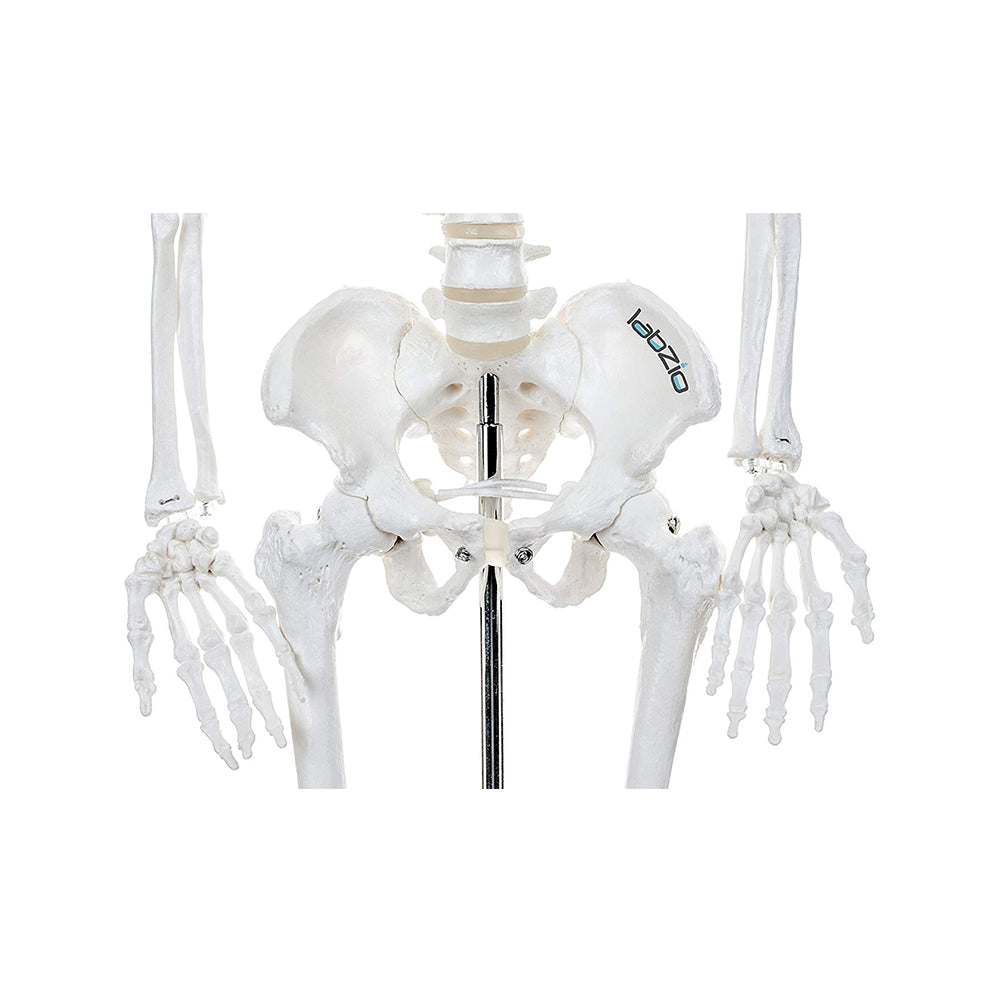 Labzio Human Skeleton Model With Movable Joints