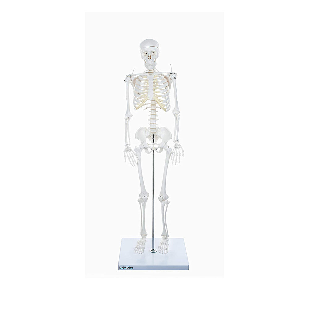 Labzio Human Skeleton Model