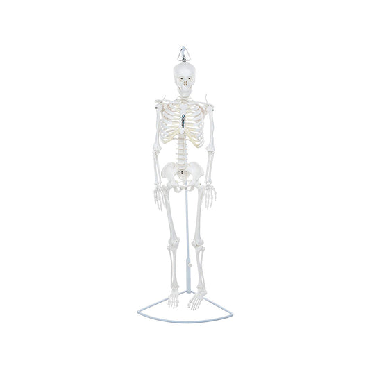 Premium Human Skeleton Hanging Model - 85 cm