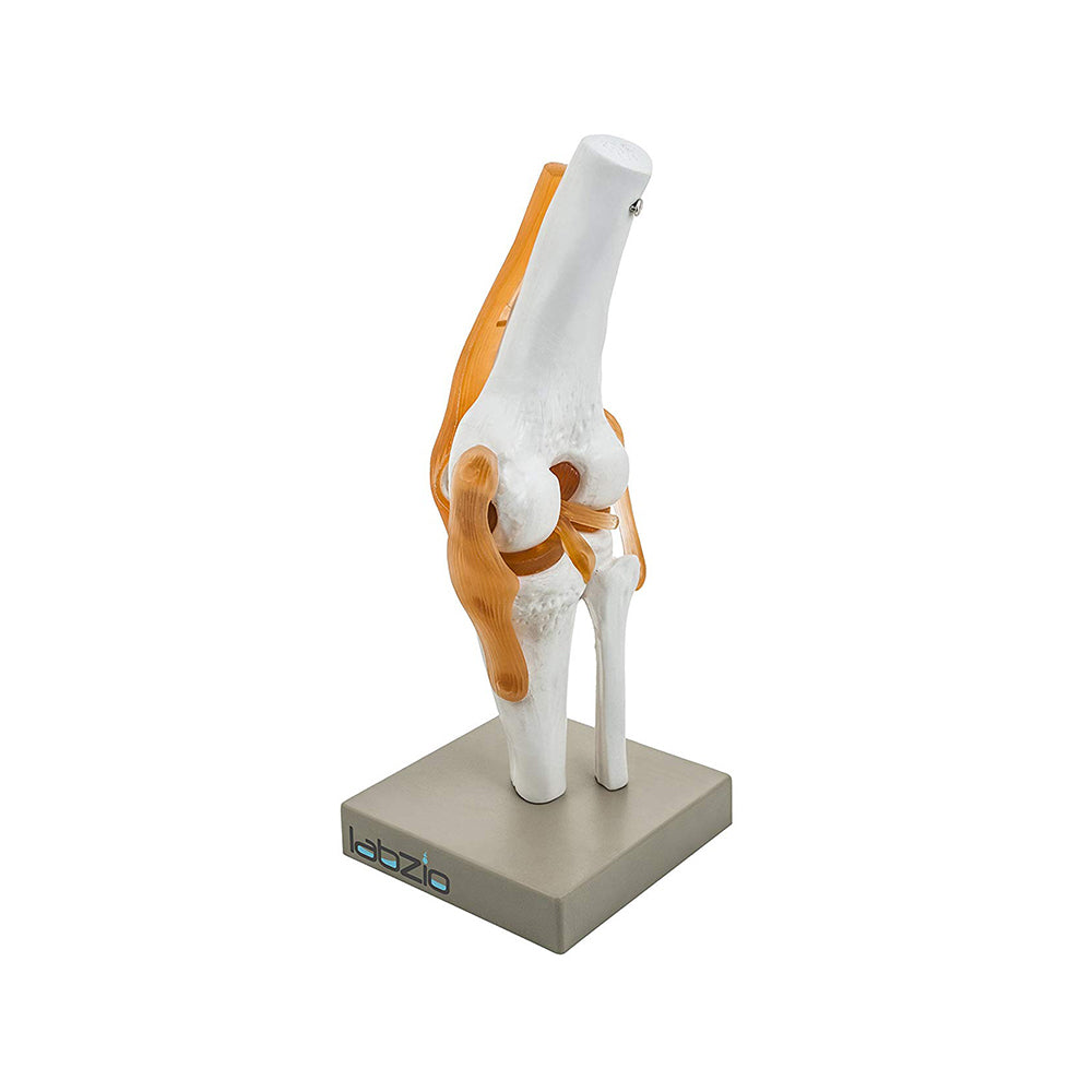 LABZIO by EISCO - Premium Human Knee Joint Model with Ligaments Flexible 1:1 Scientific Life Size with Premium Display Base Best Teaching Tool for Patient Education & Anatomy Study
