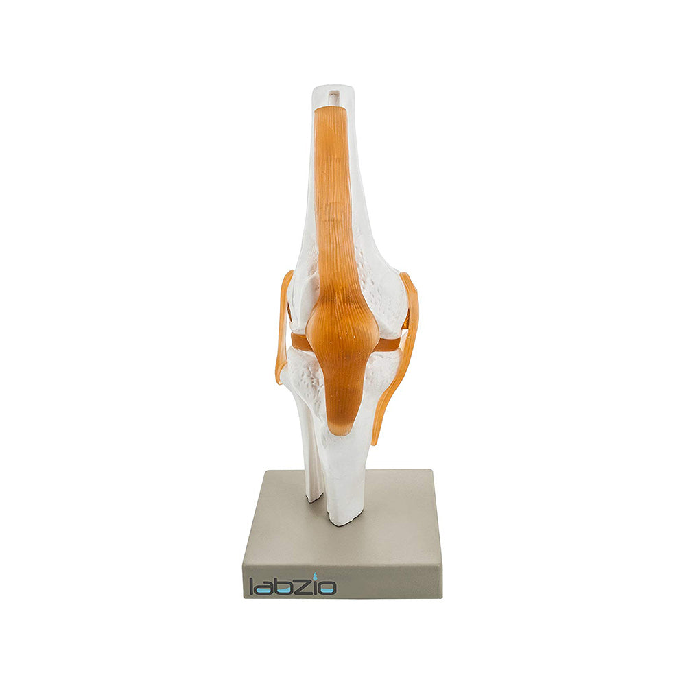 LABZIO by EISCO - Premium Human Knee Joint Model with Ligaments Flexible 1:1 Scientific Life Size with Premium Display Base Best Teaching Tool for Patient Education & Anatomy Study