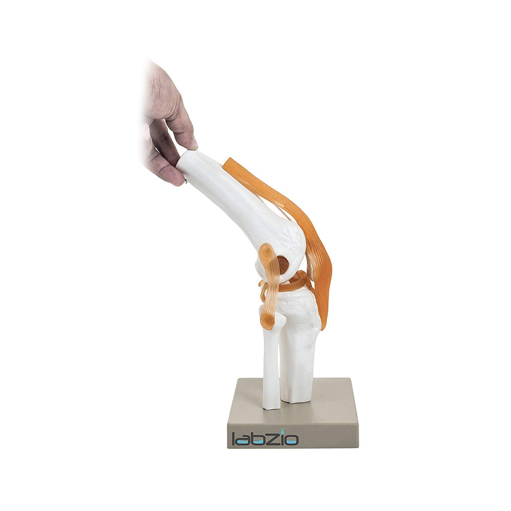 LABZIO by EISCO - Premium Human Knee Joint Model with Ligaments Flexible 1:1 Scientific Life Size with Premium Display Base Best Teaching Tool for Patient Education & Anatomy Study
