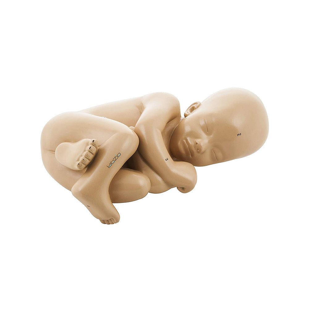 Labzio - Female Pelvis Anatomical Model with Full Month Fetus, 2 Parts, with Removable Fetus and Shopwing Placenta, Includes Detailed Numbered Key Card