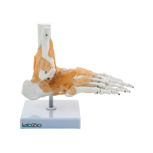 Labzio -Ankle Model with Flexible Ligaments for Movement of the Ankle Joint, Right Foot Model, Perfect For Orthopedicians, Ideal For Doctors, Therapists, Medical Students