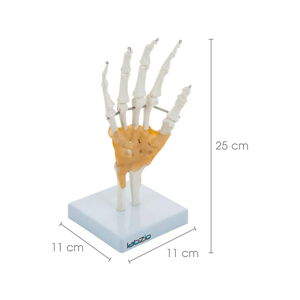 LABZIO Life-Size Hand & Wrist Skeleton Model with Flexible Ligaments | Anatomical Human Hand Model for Medical Study, Physiotherapy, Chiropractic & Orthopedic Education | Bone Structure Model