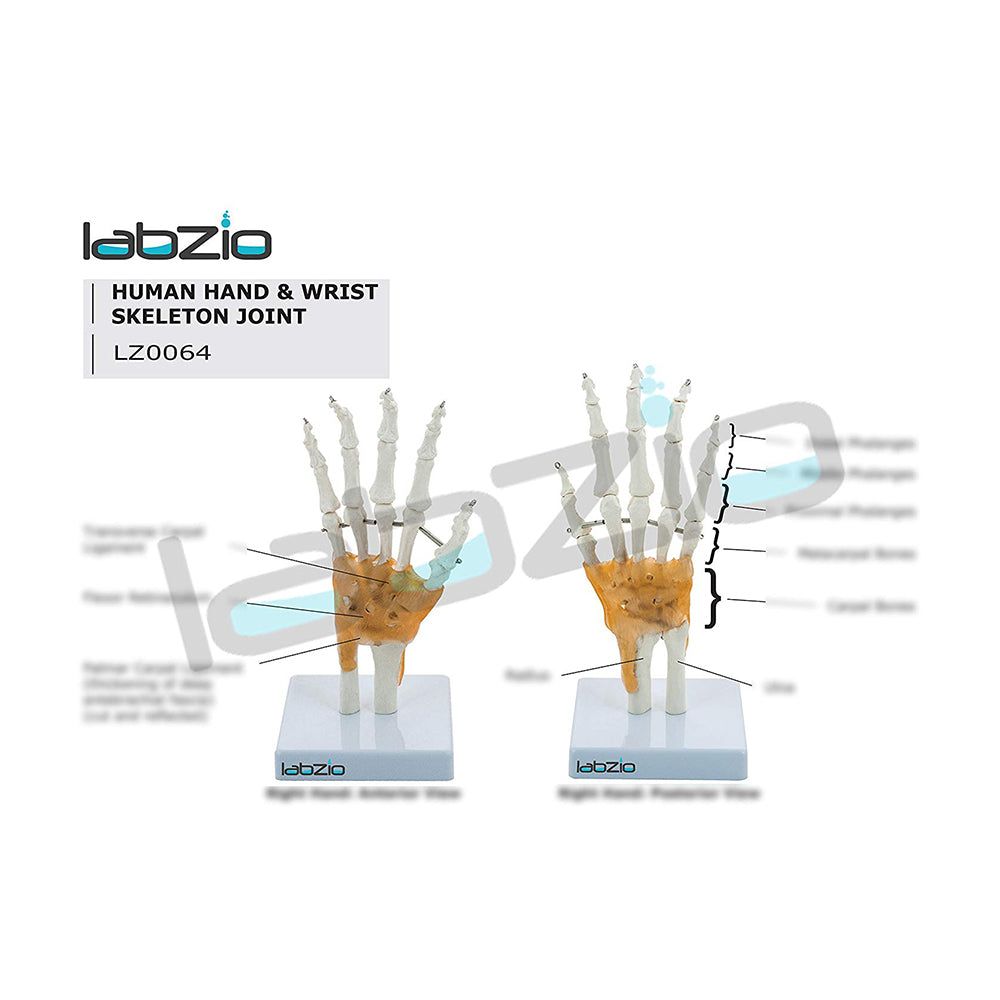 LABZIO Life-Size Hand & Wrist Skeleton Model with Flexible Ligaments | Anatomical Human Hand Model for Medical Study, Physiotherapy, Chiropractic & Orthopedic Education | Bone Structure Model