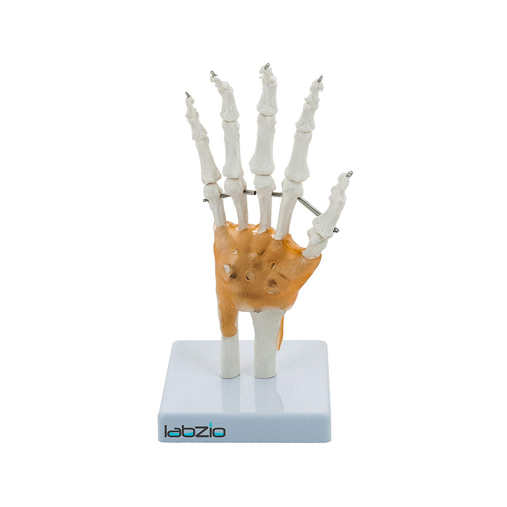 LABZIO Life-Size Hand & Wrist Skeleton Model with Flexible Ligaments | Anatomical Human Hand Model for Medical Study, Physiotherapy, Chiropractic & Orthopedic Education | Bone Structure Model