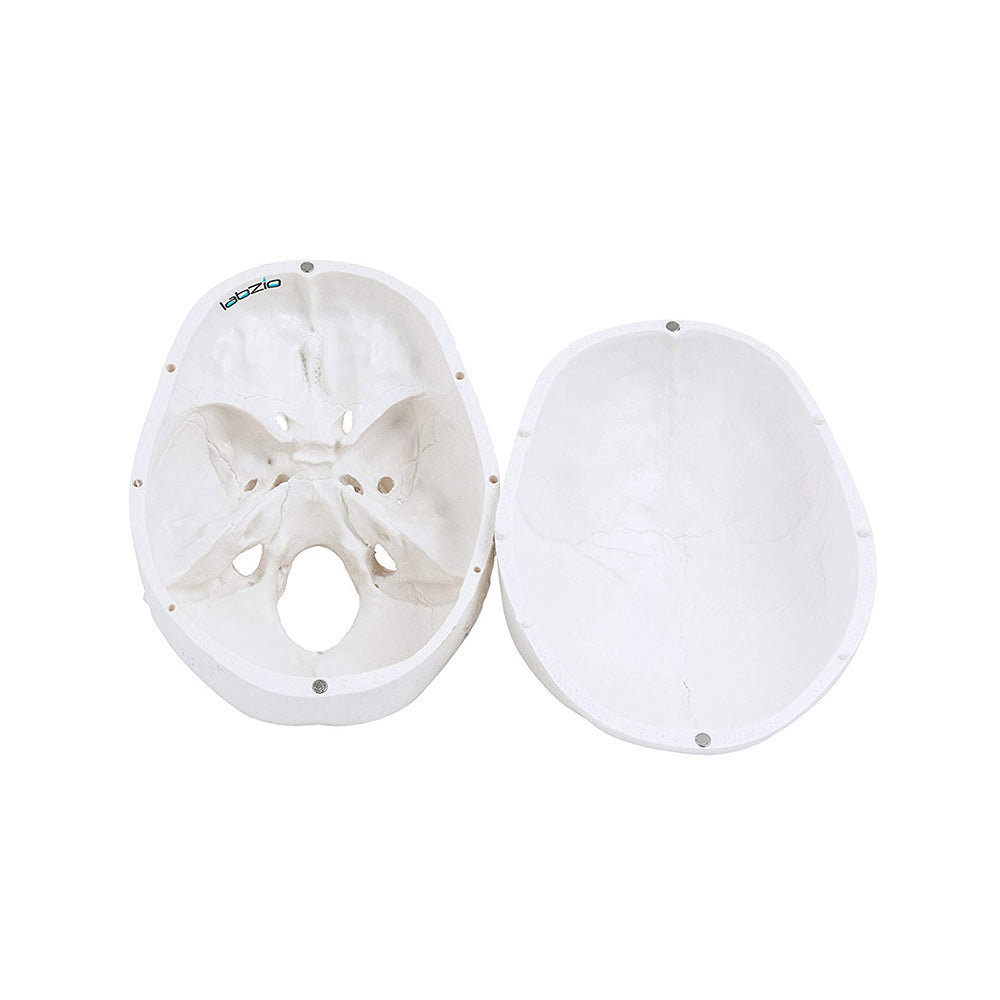 LABZIO Life-Size 4-Part Human Skull Model — Anatomical Skull with Removable Teeth, Calvarium & Articulating Jaw | Skull for Anatomy, Dental Students, Medical Training & Halloween Decor