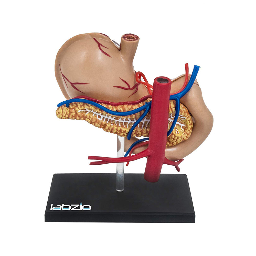 LABZIO EISCO Deluxe 4D Human Stomach Medical Anatomical Model with 10 Removable Parts
