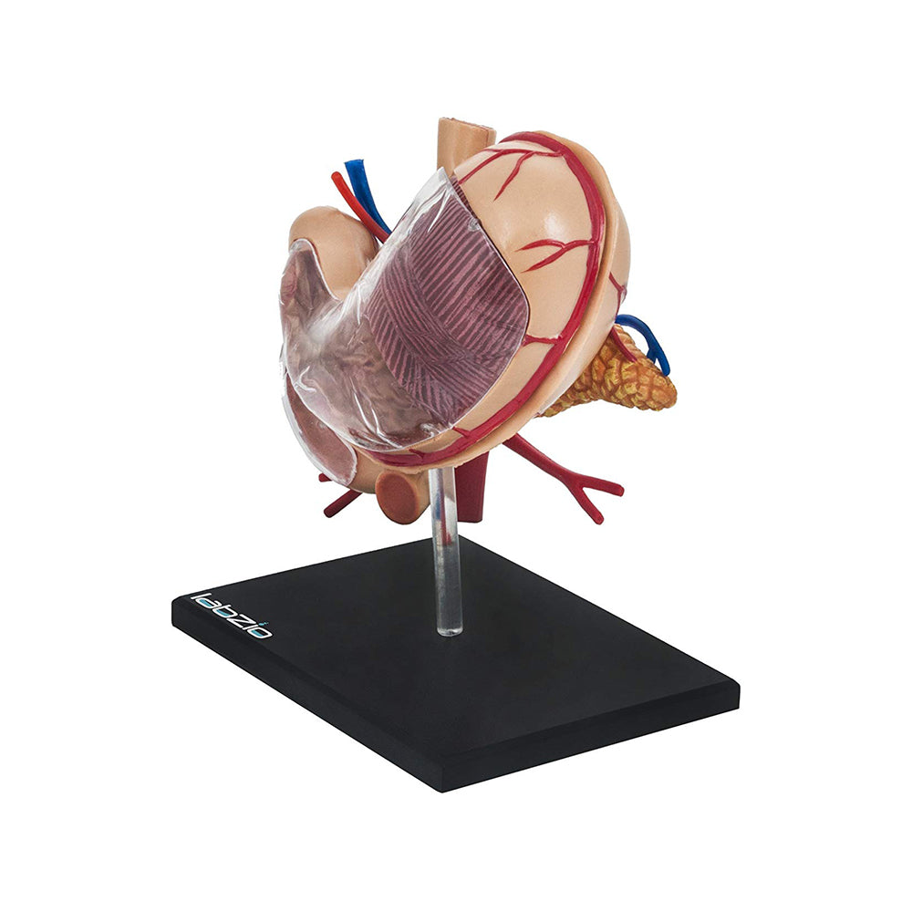 LABZIO EISCO Deluxe 4D Human Stomach Medical Anatomical Model with 10 Removable Parts
