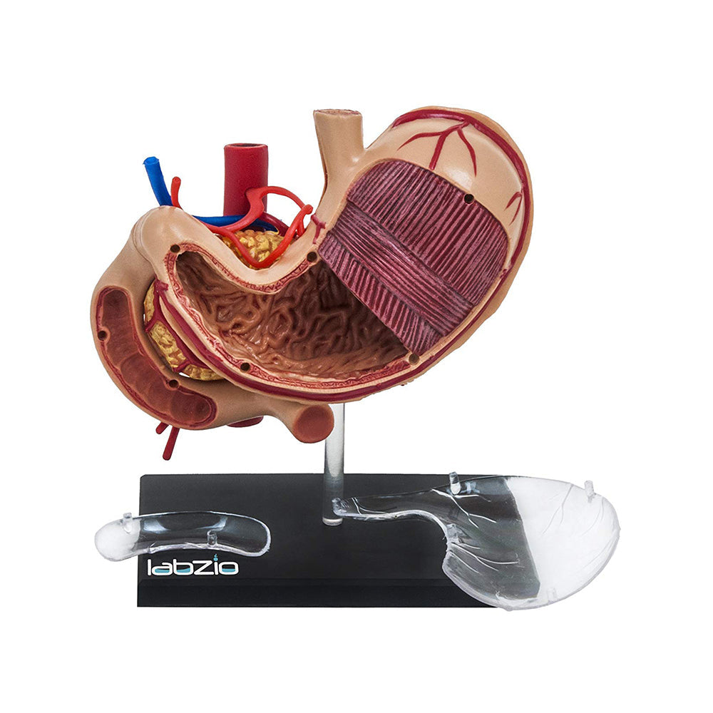 LABZIO EISCO Deluxe 4D Human Stomach Medical Anatomical Model with 10 Removable Parts