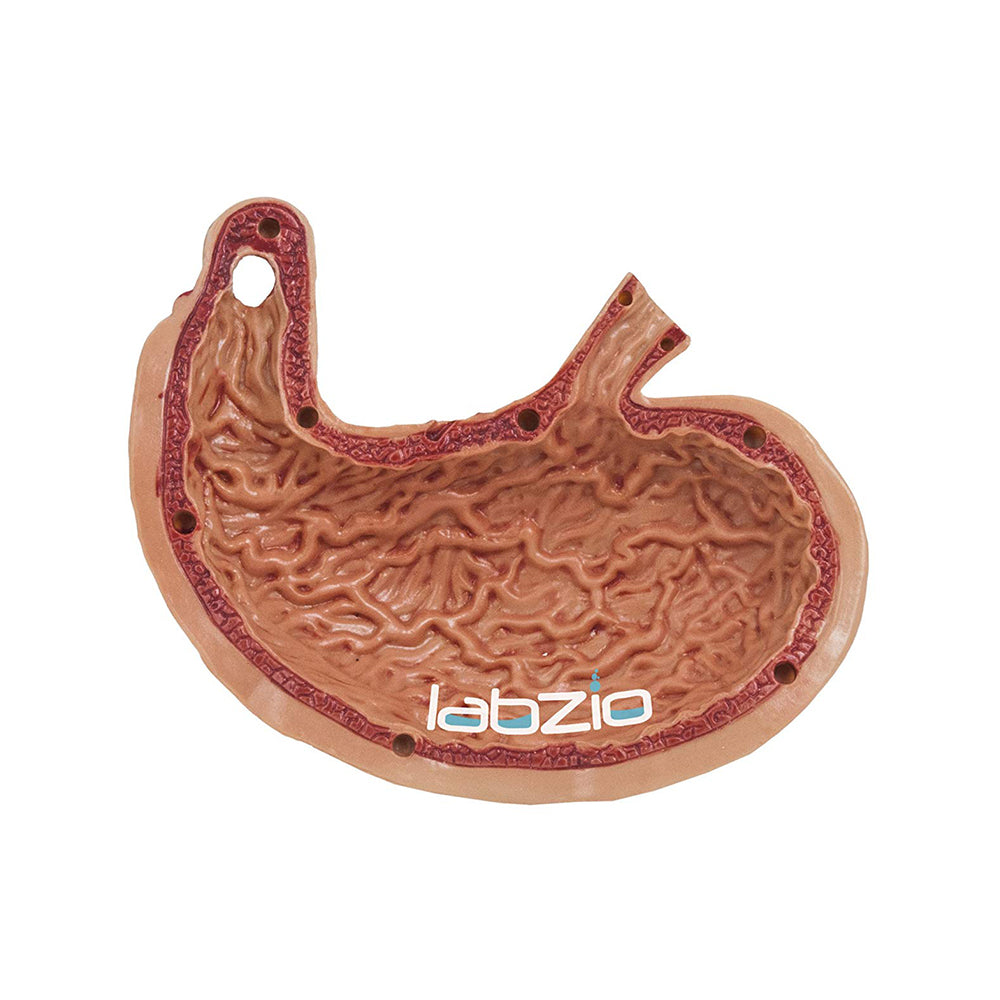LABZIO EISCO Deluxe 4D Human Stomach Medical Anatomical Model with 10 Removable Parts