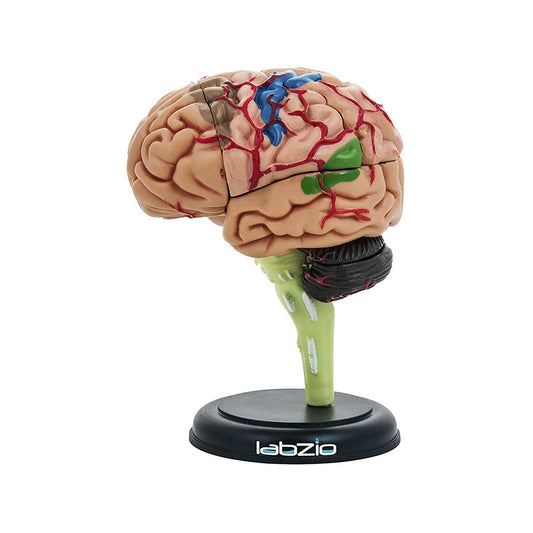 Labzio - 4D Human Brain Model, Mini (10 cm Tall), Dissects Into 17 Parts, A Perfect Learning for Anatomy of Brain, A Fun Learning Model for Kids and Students