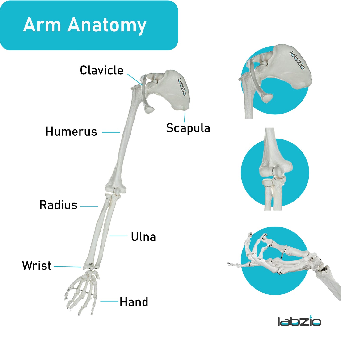 LABZIO Premium Upper Limb Skeleton Model | Anatomical Arm Model with Scapula, Clavicle, Humerus, Radius, Ulna & Hand Bones | Articulating Joints for Medical Study, Teaching & Orthopedic Education