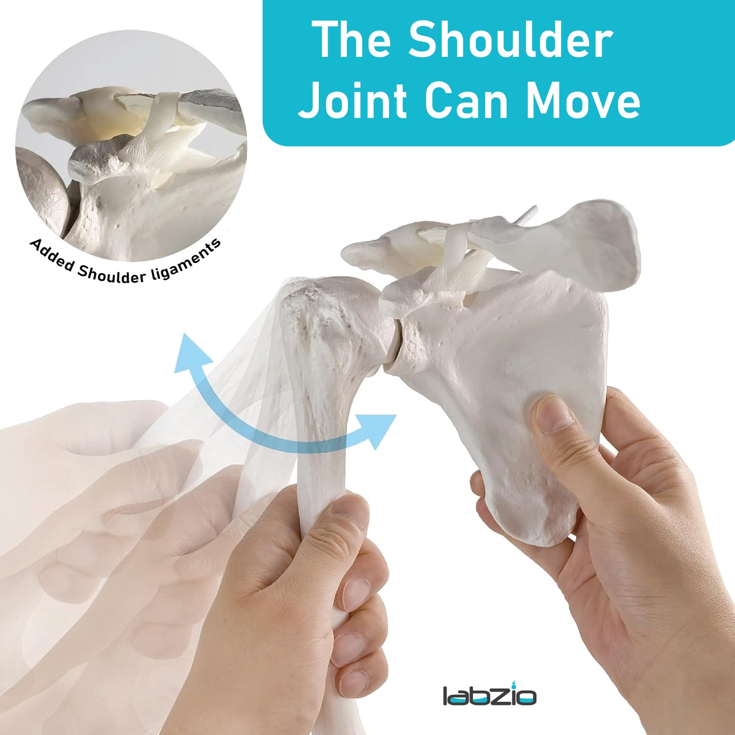 LABZIO Premium Upper Limb Skeleton Model | Anatomical Arm Model with Scapula, Clavicle, Humerus, Radius, Ulna & Hand Bones | Articulating Joints for Medical Study, Teaching & Orthopedic Education