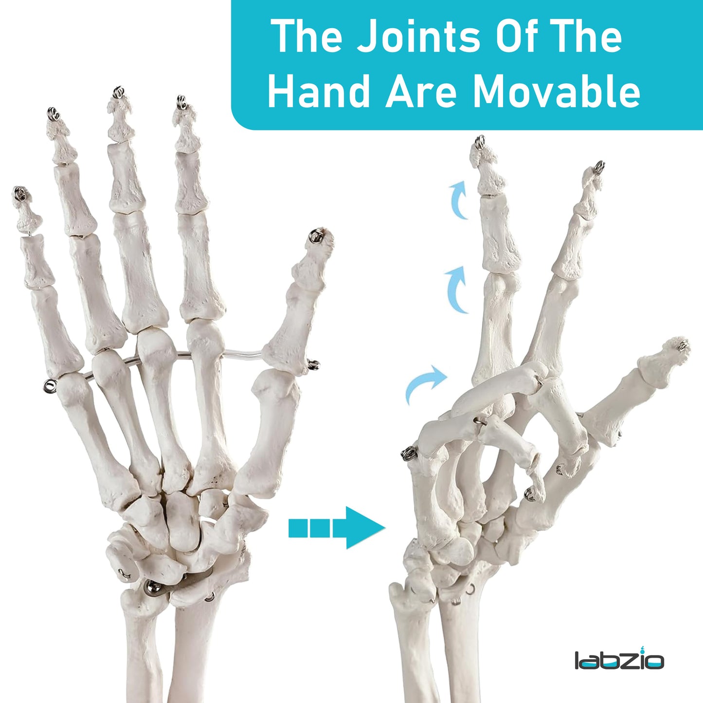 LABZIO Premium Upper Limb Skeleton Model | Anatomical Arm Model with Scapula, Clavicle, Humerus, Radius, Ulna & Hand Bones | Articulating Joints for Medical Study, Teaching & Orthopedic Education