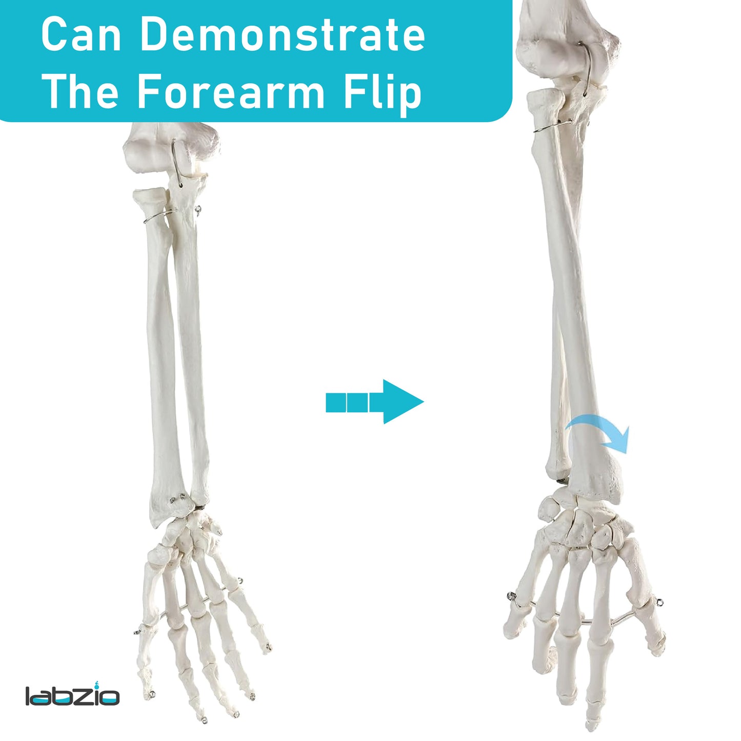 LABZIO Premium Upper Limb Skeleton Model | Anatomical Arm Model with Scapula, Clavicle, Humerus, Radius, Ulna & Hand Bones | Articulating Joints for Medical Study, Teaching & Orthopedic Education