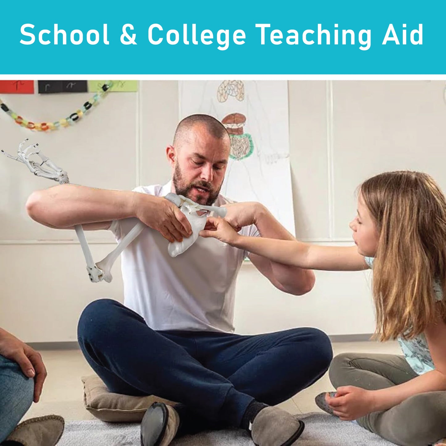 LABZIO Premium Upper Limb Skeleton Model | Anatomical Arm Model with Scapula, Clavicle, Humerus, Radius, Ulna & Hand Bones | Articulating Joints for Medical Study, Teaching & Orthopedic Education