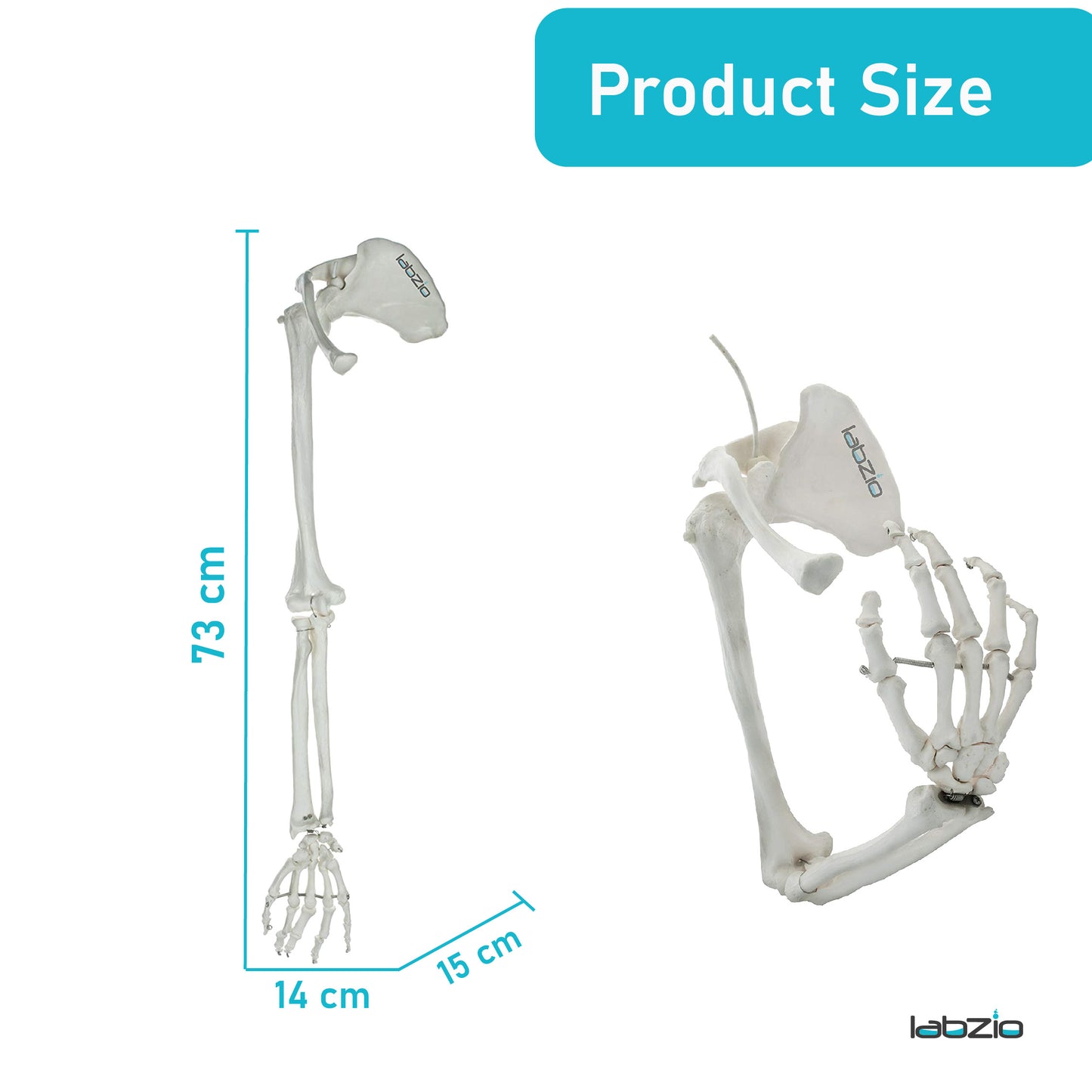 LABZIO Premium Upper Limb Skeleton Model | Anatomical Arm Model with Scapula, Clavicle, Humerus, Radius, Ulna & Hand Bones | Articulating Joints for Medical Study, Teaching & Orthopedic Education