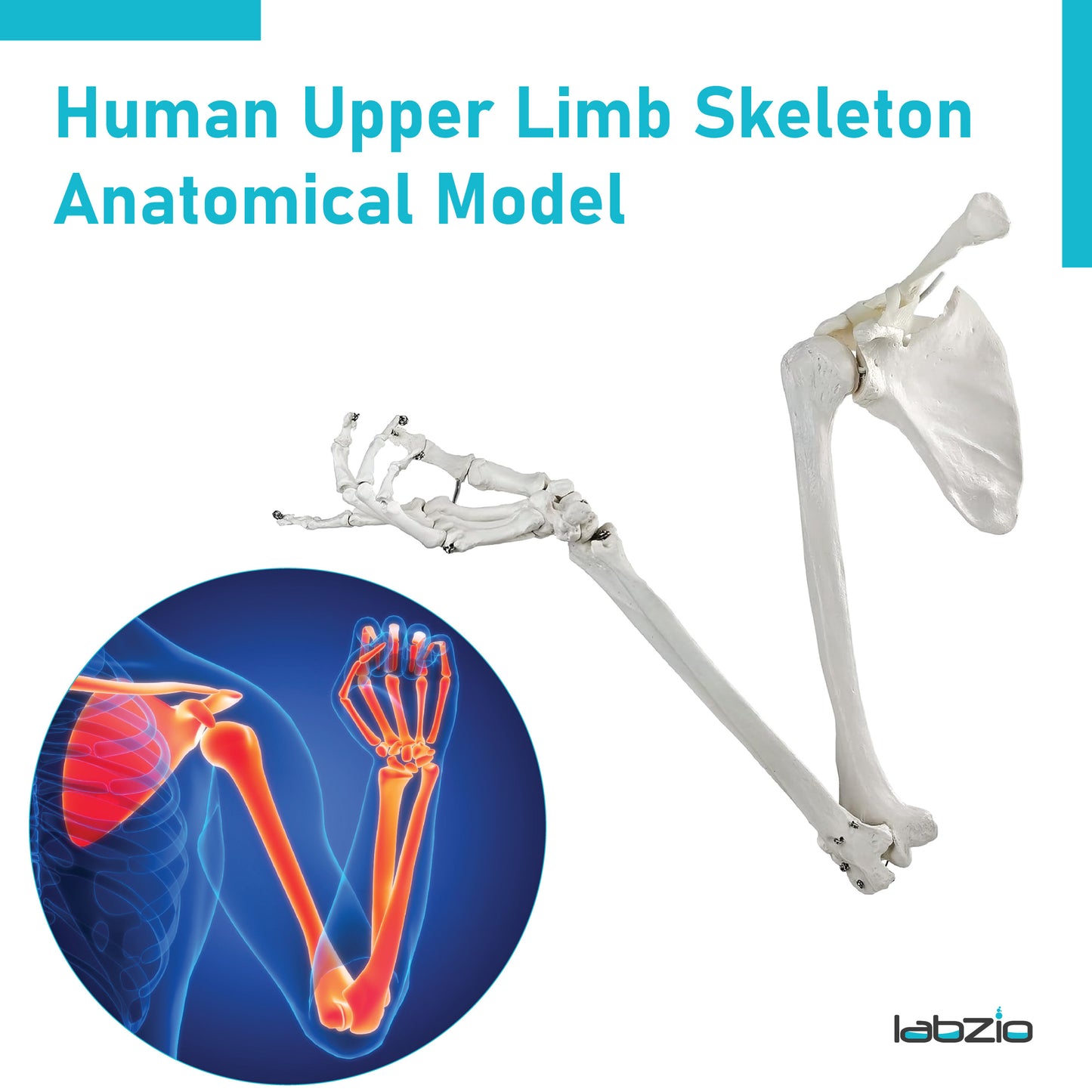 LABZIO Premium Upper Limb Skeleton Model | Anatomical Arm Model with Scapula, Clavicle, Humerus, Radius, Ulna & Hand Bones | Articulating Joints for Medical Study, Teaching & Orthopedic Education