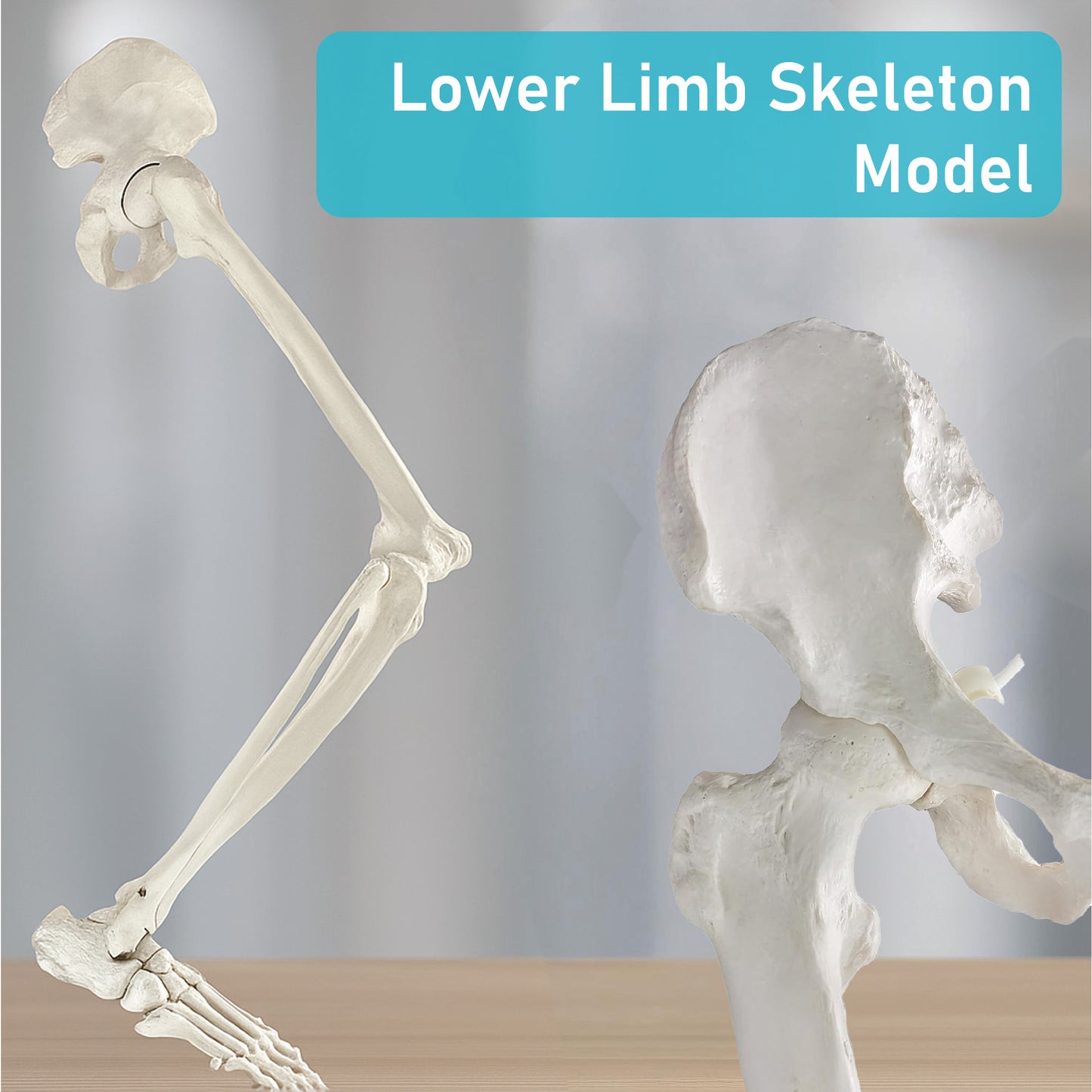 LABZIO Premium Lower Limb Skeleton Model | Anatomical Leg Model with Hip Bone, Patella, Hallux, Tibia & Fibula | Articulating Joints for Medical Study, Teaching & Orthopedic Education