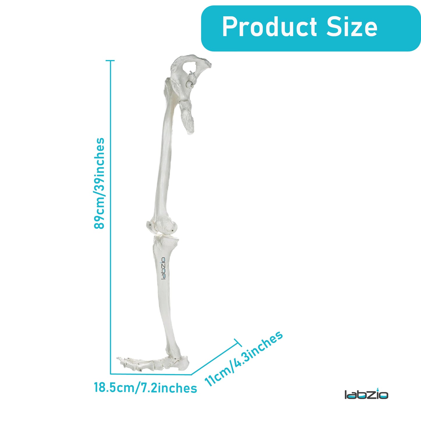 LABZIO Premium Lower Limb Skeleton Model | Anatomical Leg Model with Hip Bone, Patella, Hallux, Tibia & Fibula | Articulating Joints for Medical Study, Teaching & Orthopedic Education