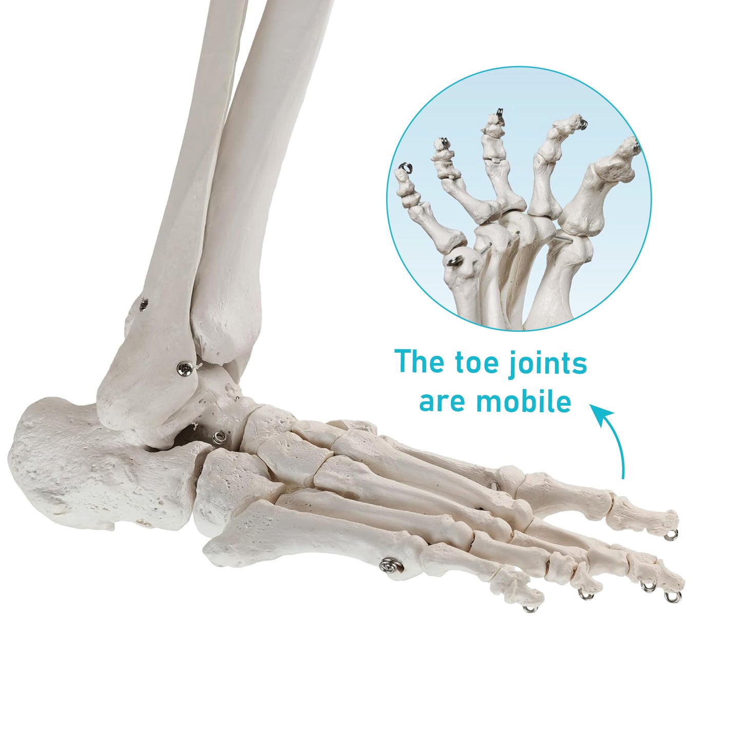 LABZIO Premium Lower Limb Skeleton Model | Anatomical Leg Model with Hip Bone, Patella, Hallux, Tibia & Fibula | Articulating Joints for Medical Study, Teaching & Orthopedic Education