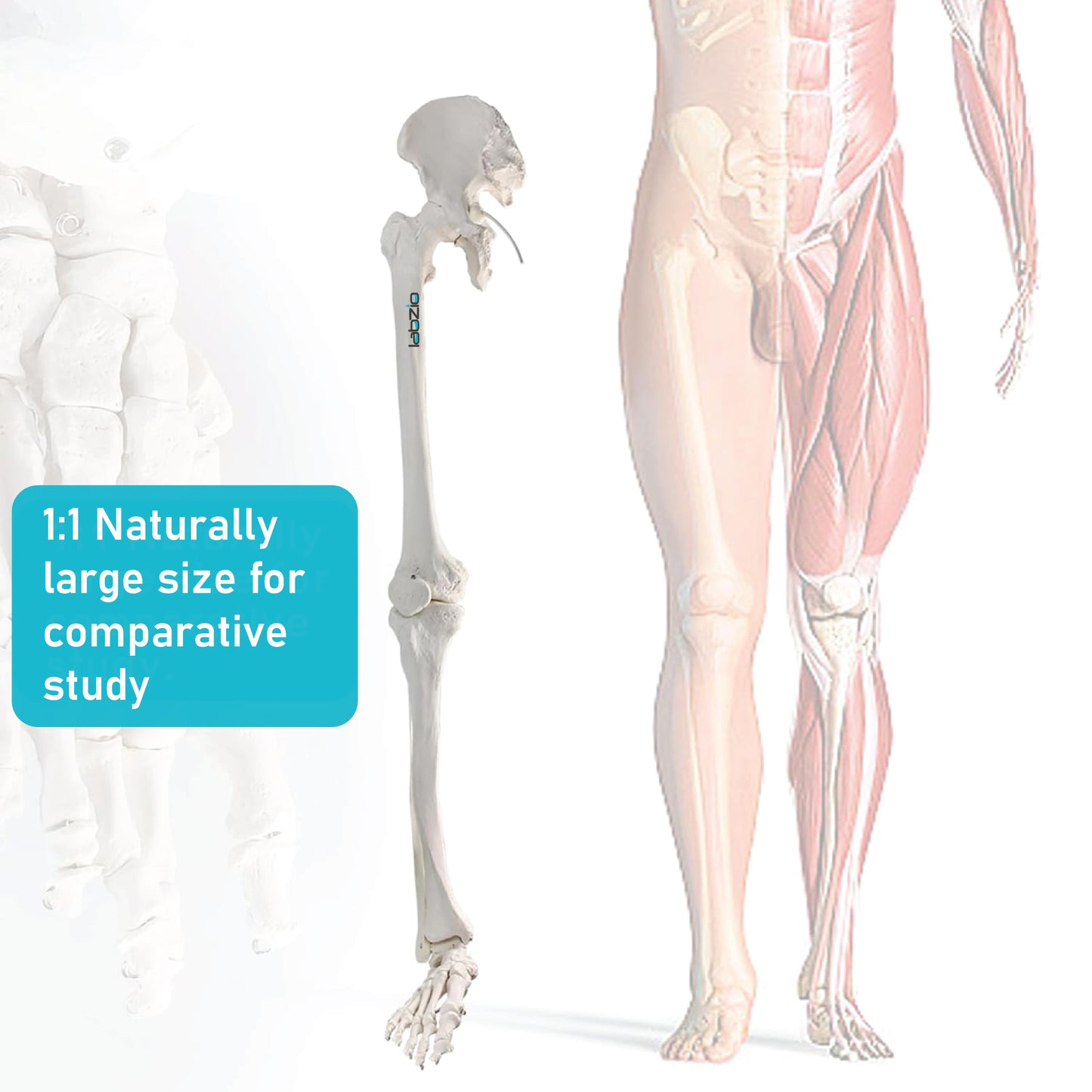 LABZIO Premium Lower Limb Skeleton Model | Anatomical Leg Model with Hip Bone, Patella, Hallux, Tibia & Fibula | Articulating Joints for Medical Study, Teaching & Orthopedic Education