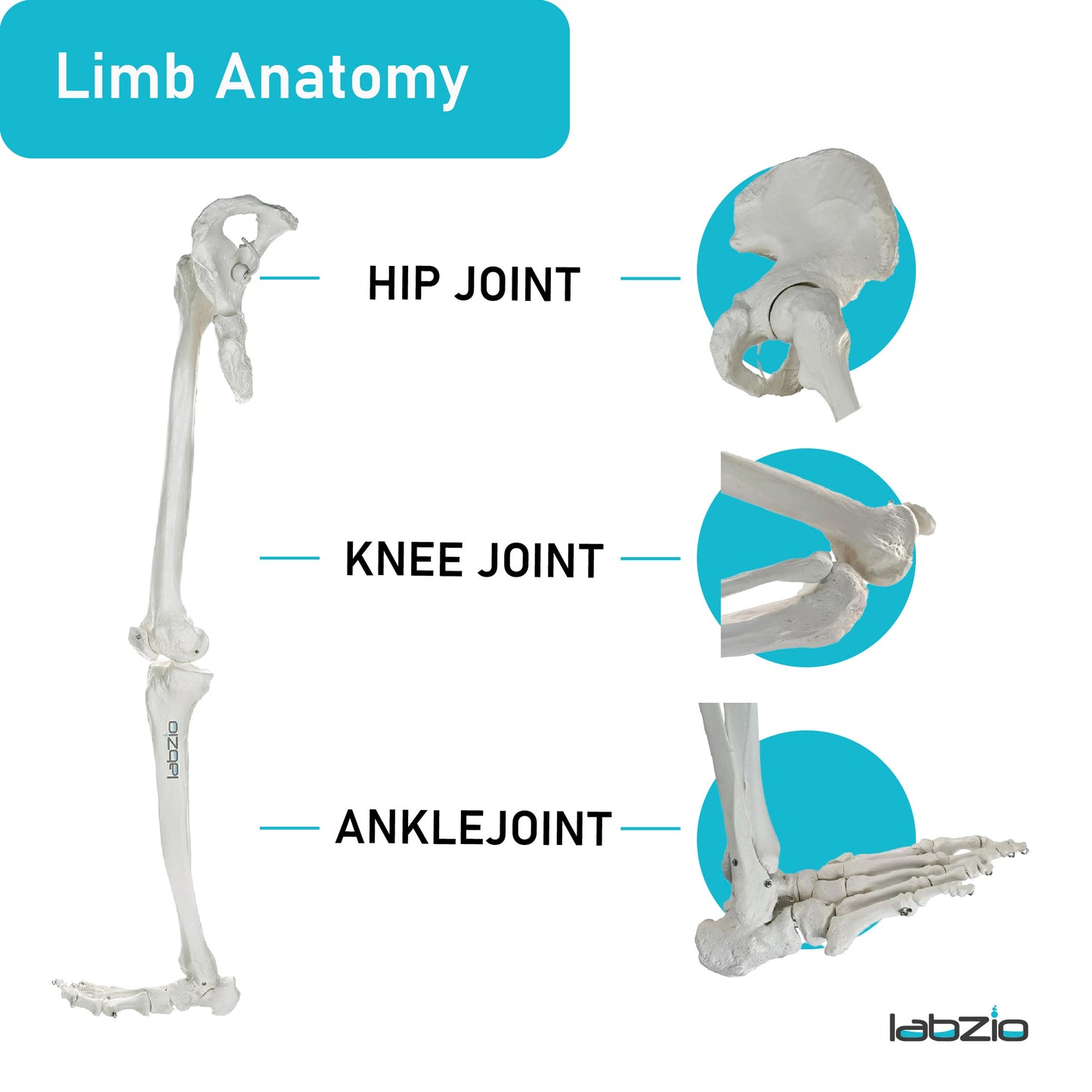 LABZIO Premium Lower Limb Skeleton Model | Anatomical Leg Model with Hip Bone, Patella, Hallux, Tibia & Fibula | Articulating Joints for Medical Study, Teaching & Orthopedic Education