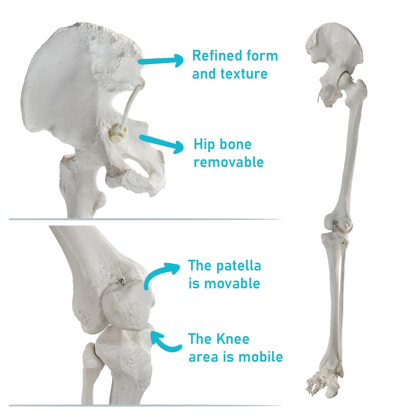 LABZIO Premium Lower Limb Skeleton Model | Anatomical Leg Model with Hip Bone, Patella, Hallux, Tibia & Fibula | Articulating Joints for Medical Study, Teaching & Orthopedic Education